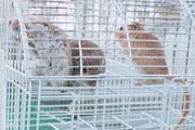 ハムスターふれあい