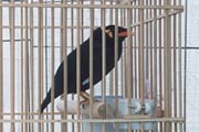 とりのふれあい